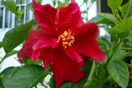 扶桑花与风水 扶桑花与风水有关吗