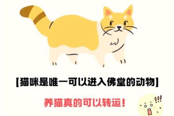 风水猫不请自来兆头寓意什么