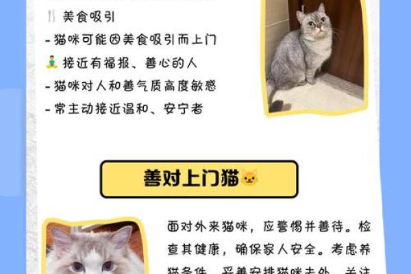 风水猫不请自来兆头寓意什么