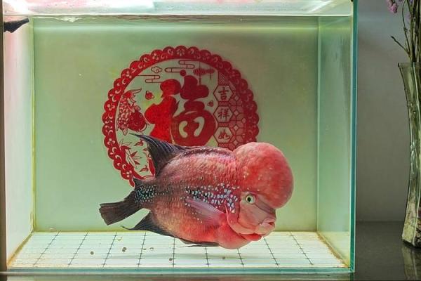 养罗汉鱼风水好吗