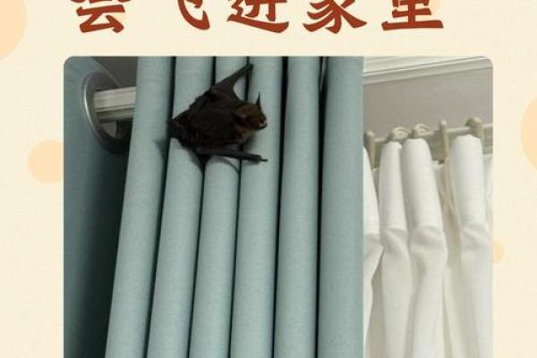 动物风水之家里飞进蝙蝠的解说
