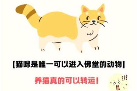 风水猫不请自来兆头寓意什么
