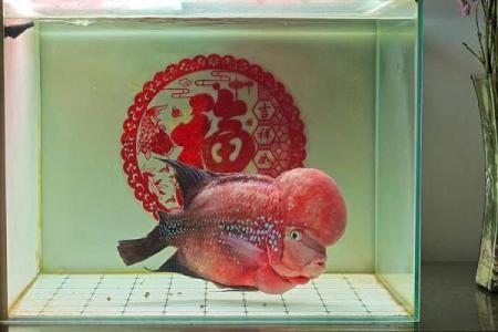 养罗汉鱼风水好吗
