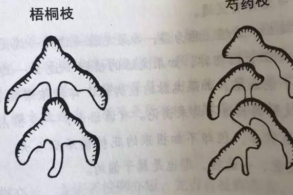 解密：香港富豪多出潮汕的风水原因