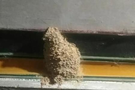 窗户筑巢风水禁忌